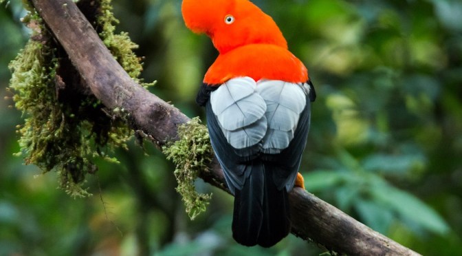 MANU NATIONAL PARK INFO