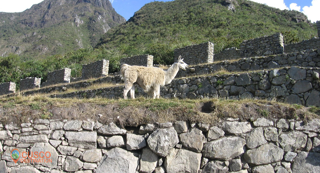 Best Time to Visit Machu Picchu